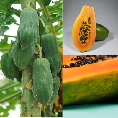 Graines De Papaye