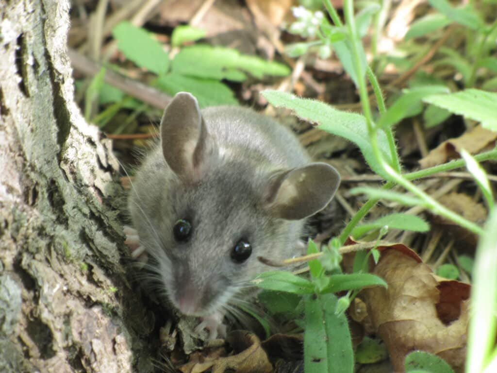 Deer Mouse Peromyscus maniculatus 9310532204 1